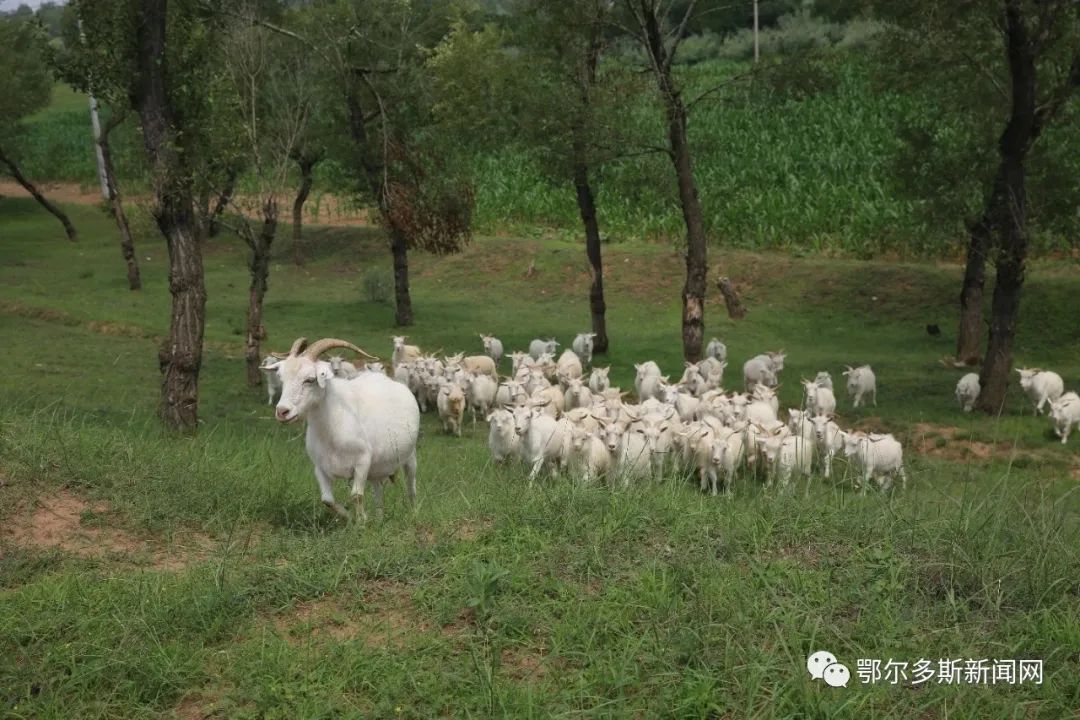 准格尔旗沙圪堵镇羊肉,内蒙古准格尔旗羊肉