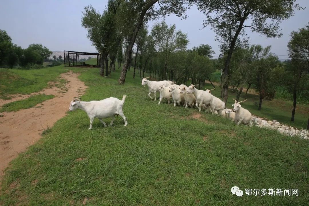 准格尔旗沙圪堵镇羊肉,内蒙古准格尔旗羊肉