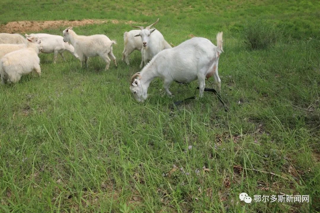 准格尔旗沙圪堵镇羊肉,内蒙古准格尔旗羊肉