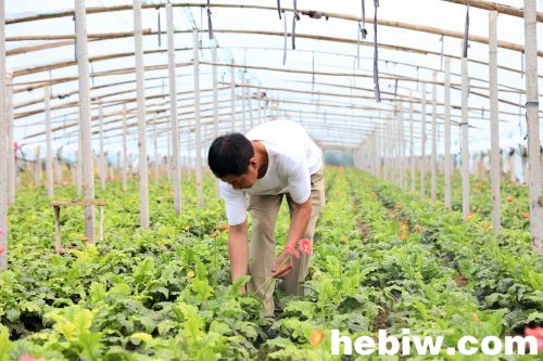 鹤壁付卫喜：创办家庭农场，带动村民致富