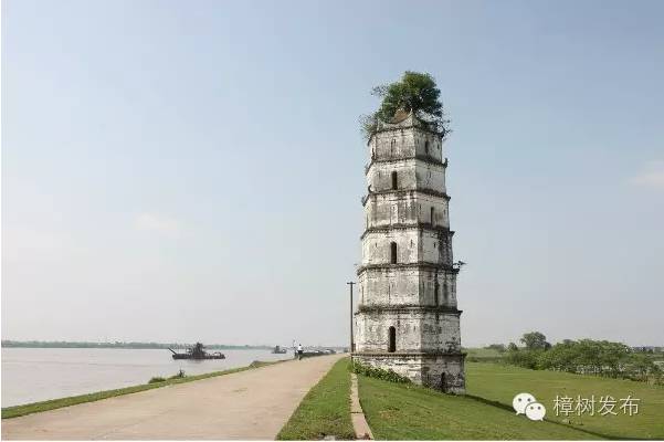 樟树的街巷名和老地名串联,樟树市原名及其历史由来