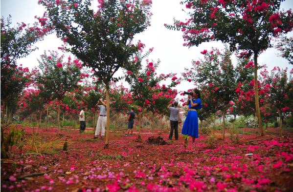 樟树的街巷名和老地名串联,樟树市原名及其历史由来