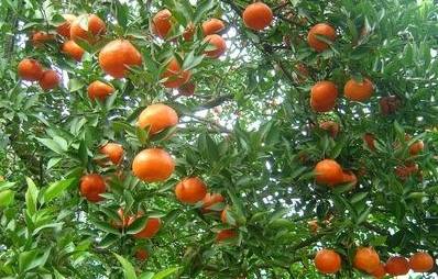 樟树的街巷名和老地名串联,樟树市原名及其历史由来