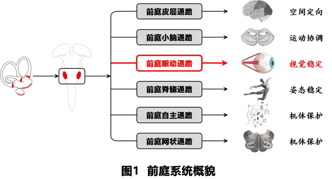 前庭性眩晕百科介绍,周围性眩晕和中枢性眩晕解剖基础