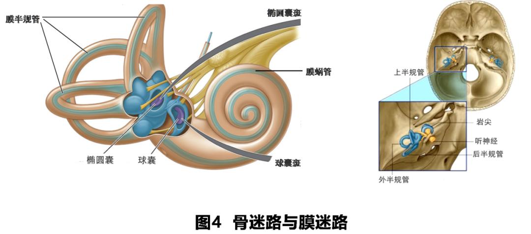 前庭性眩晕百科介绍,周围性眩晕和中枢性眩晕解剖基础