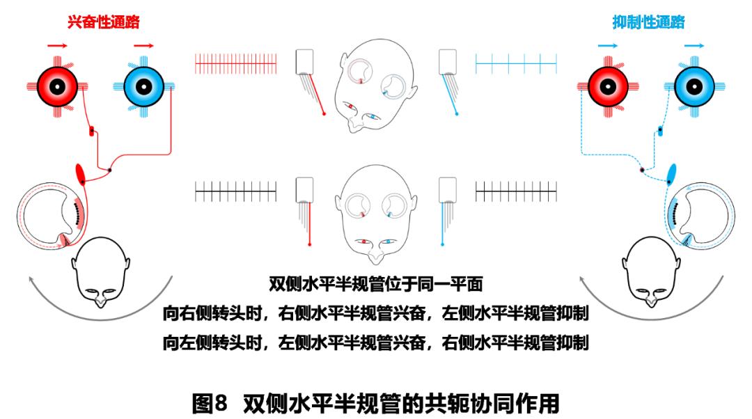 前庭性眩晕百科介绍,周围性眩晕和中枢性眩晕解剖基础