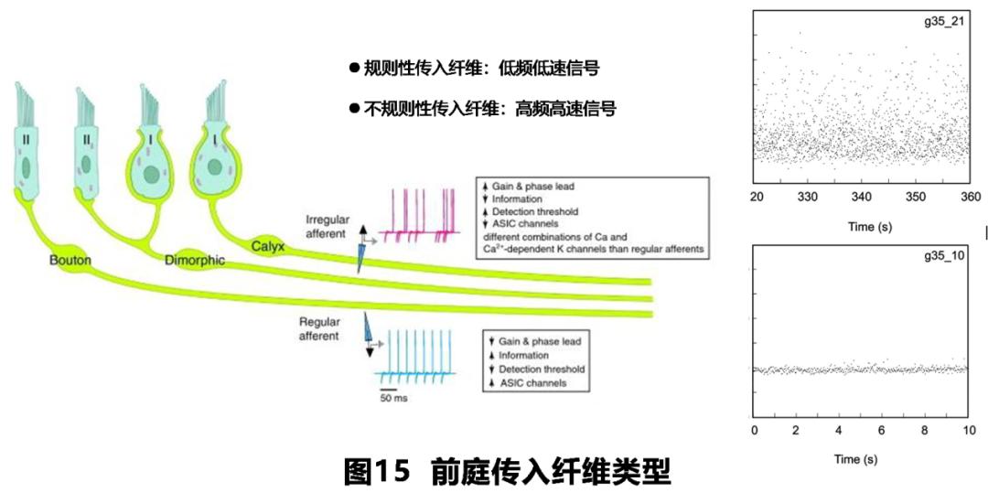 前庭性眩晕百科介绍,周围性眩晕和中枢性眩晕解剖基础