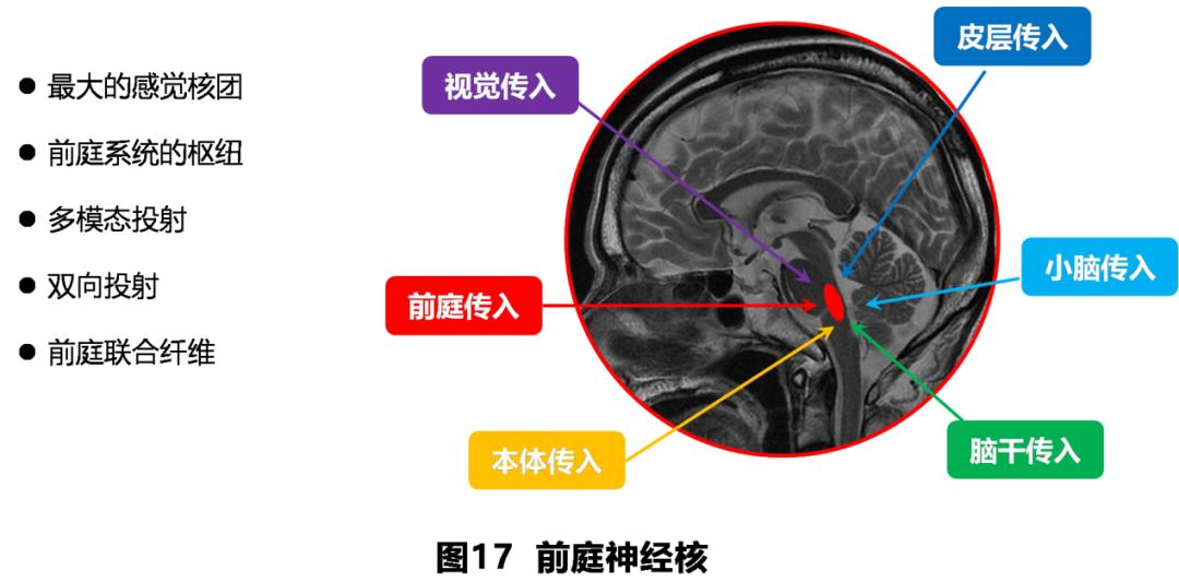 前庭性眩晕百科介绍,周围性眩晕和中枢性眩晕解剖基础