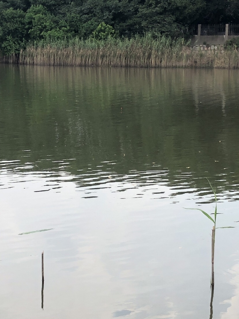 大风大浪钓大鱼完整视频,大风大浪钓大鱼是真的吗