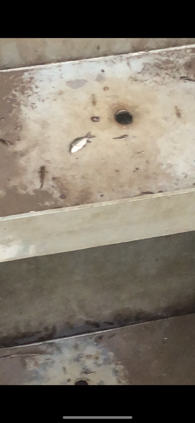 大风大浪钓大鱼完整视频,大风大浪钓大鱼是真的吗