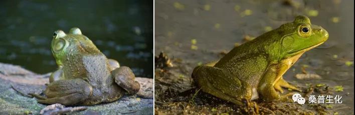 牛蛙养殖技术培训班2021,养殖牛蛙的方法和技术