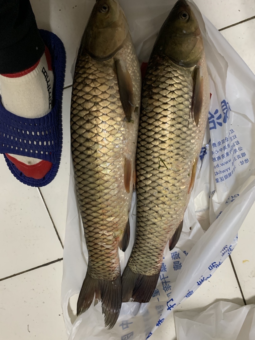 再战小水坑，今日有大收获