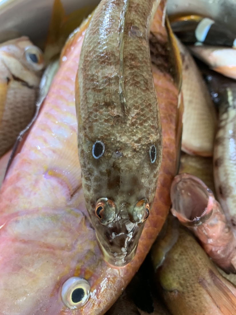 南海漂流怎么样,佛山海钓野钓