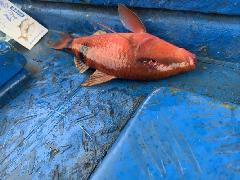 南海漂流怎么样,佛山海钓野钓