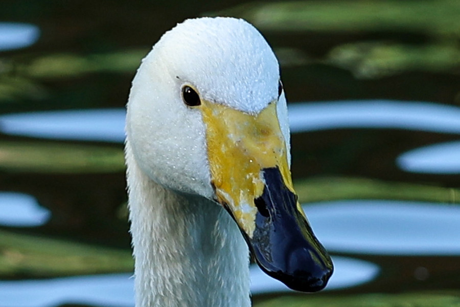 比肩eosr的相机,比佳能r6好的相机推荐