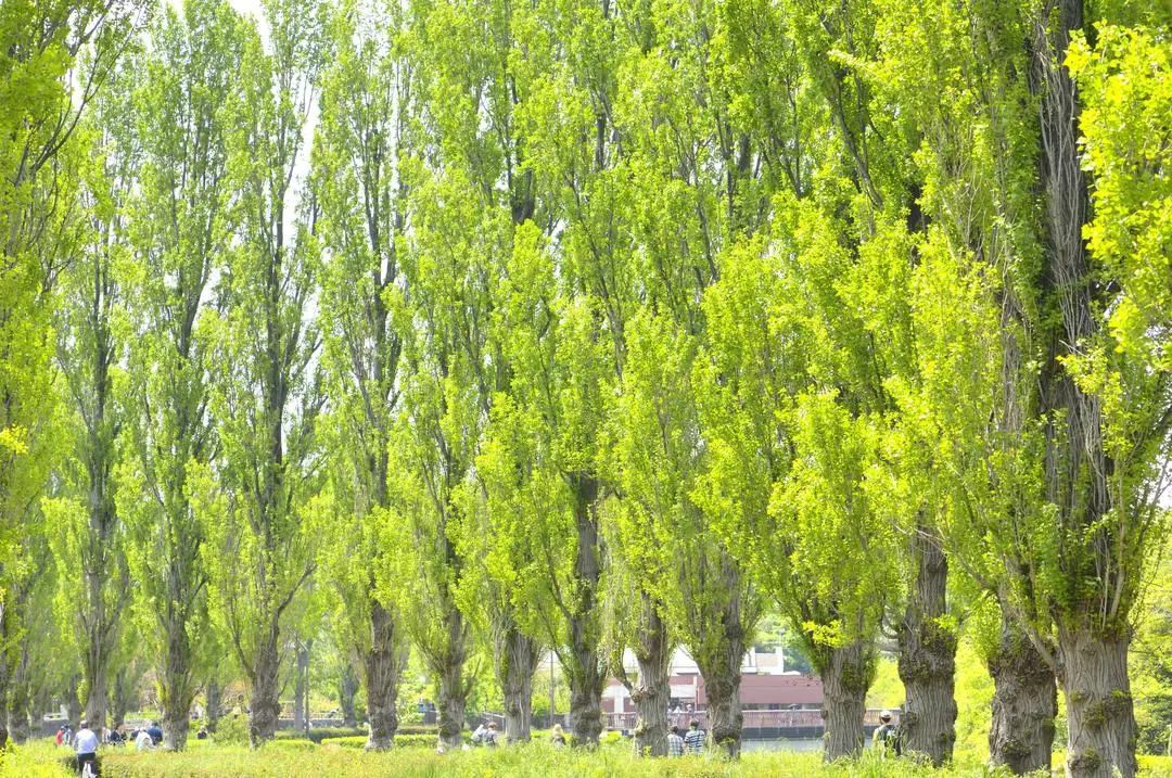 跨越千山万水只为遇见你歌曲,跨越千山万水只为追寻