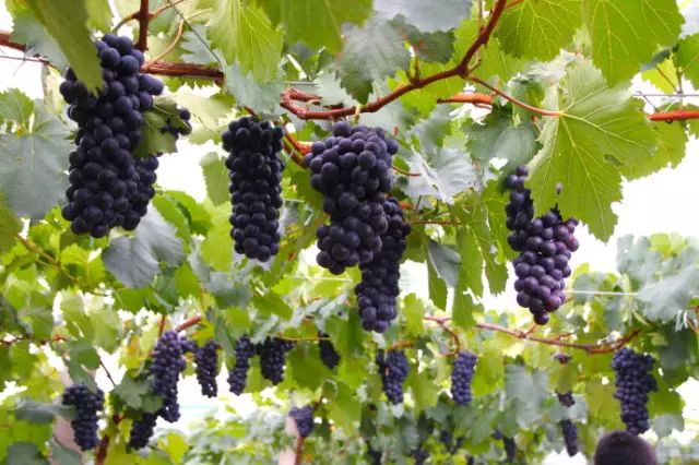 宜宾大学城玩乐攻略,宜宾大学城攻略