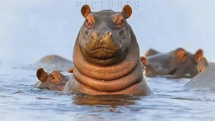 “糙汉子”河马,竟有一身敏感肌,还是“护肤高手”?