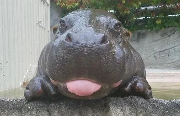 “糙汉子”河马,竟有一身敏感肌,还是“护肤高手”?