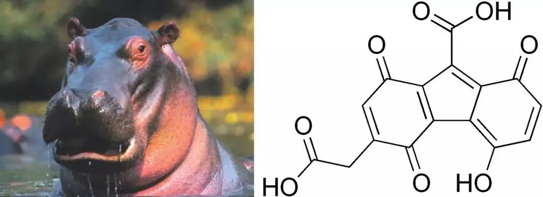 “糙汉子”河马,竟有一身敏感肌,还是“护肤高手”?