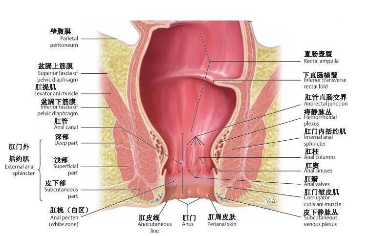 杯具！泸州男子竟将啤酒玻璃杯塞进肛门？塞入直肠的奇……