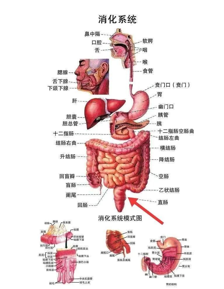 杯具！泸州男子竟将啤酒玻璃杯塞进肛门？塞入直肠的奇……