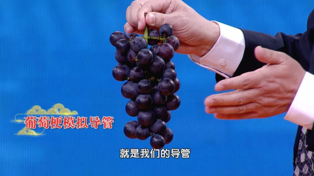 北京卫视养生堂中医治疗乳腺癌,养生堂乳腺癌