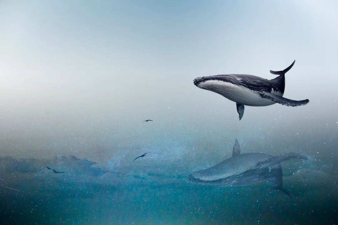 牛眼IPO|新农科技第三次冲A股IPO连续3年营收下滑