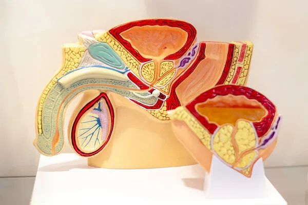 睾丸痛切莫大意,睾丸疼不治会有什么后果