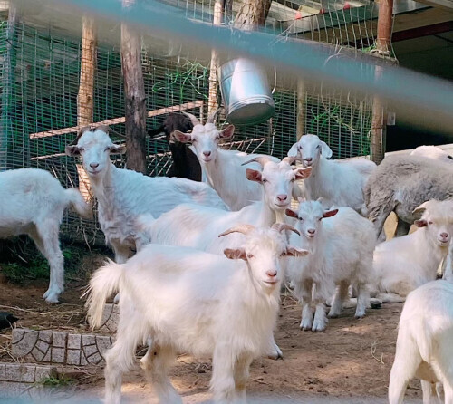 孩子高烧40度一夜没有退,小孩子高烧能喝羊奶吗