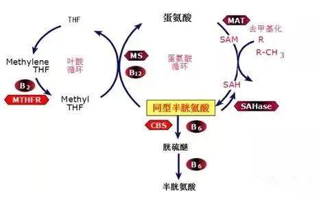 同型半胱氨酸与胆固醇有关吗 (胆固醇正常为什么同型半胱氨酸高)