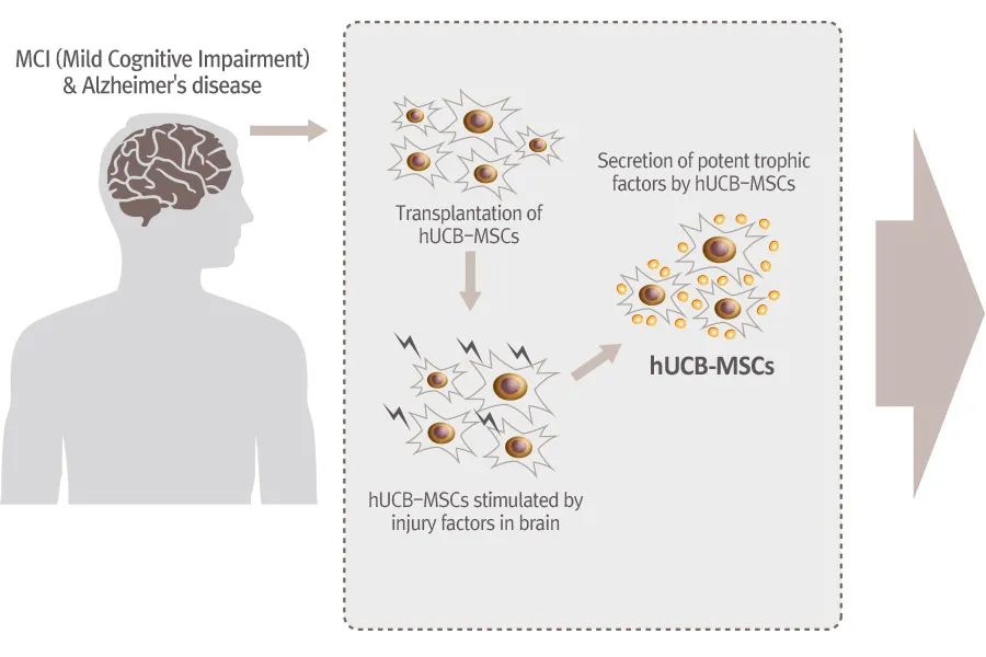 Medipost：聚焦脐血应用20年，释放再生医学潜力