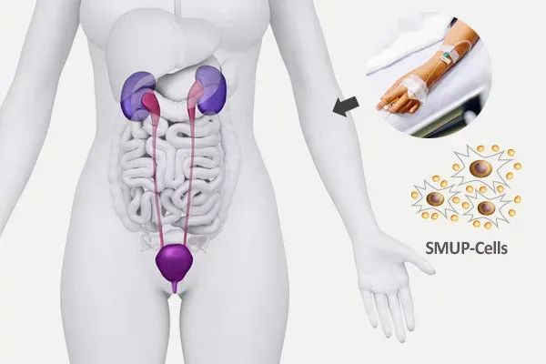 Medipost：聚焦脐血应用20年，释放再生医学潜力