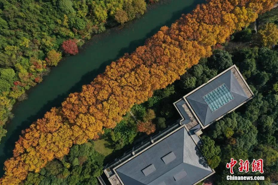 今日白露美句美文,今日白露完整版歌