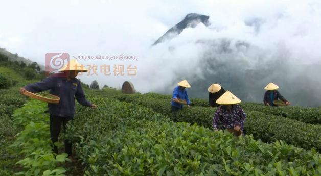 感恩奋进新甘孜九龙篇：宜居、宜业、宜游的高原碧水风情城