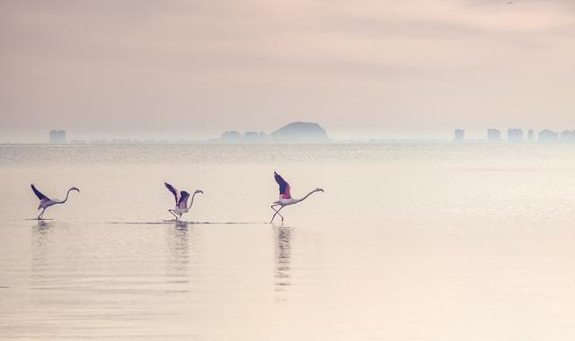 大公司头条：Facebook可能被禁止传输欧洲用户数据回美；LVMH集团终止收购Tiffany