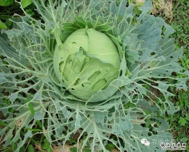 蔬菜害虫图谱,蔬菜害虫100种图谱