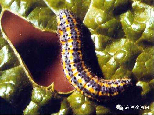 蔬菜害虫图谱,蔬菜害虫100种图谱