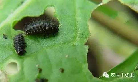 蔬菜害虫图谱,蔬菜害虫100种图谱