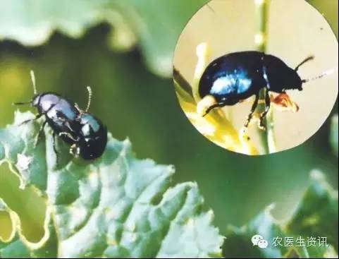 蔬菜害虫图谱,蔬菜害虫100种图谱