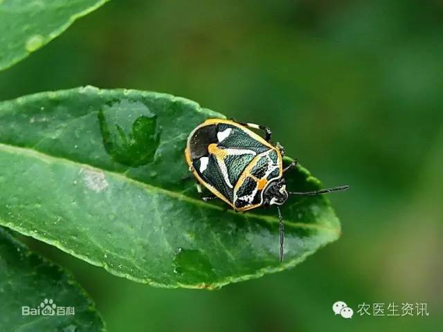 蔬菜害虫图谱,蔬菜害虫100种图谱