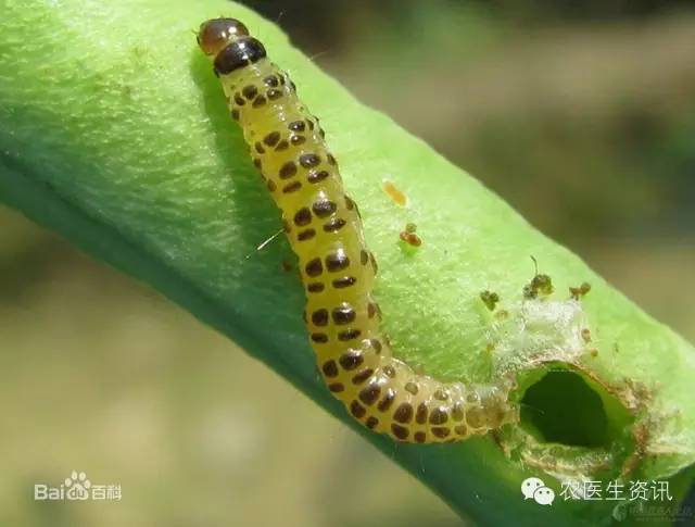 蔬菜害虫图谱,蔬菜害虫100种图谱