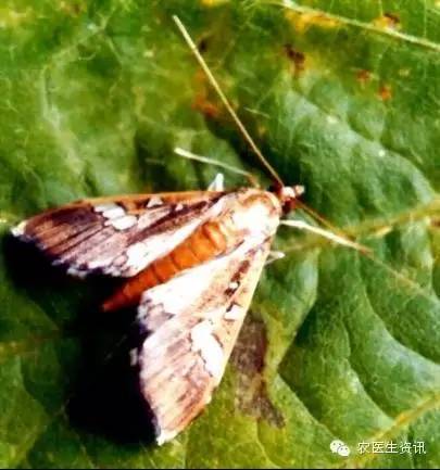 蔬菜害虫图谱,蔬菜害虫100种图谱