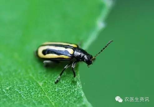 蔬菜害虫图谱,蔬菜害虫100种图谱