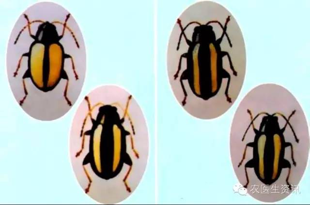 蔬菜害虫图谱,蔬菜害虫100种图谱