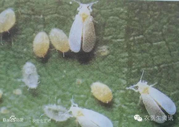 蔬菜害虫图谱,蔬菜害虫100种图谱