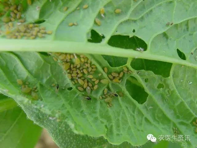 蔬菜害虫图谱,蔬菜害虫100种图谱