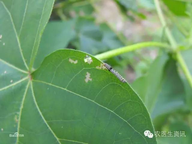 蔬菜害虫图谱,蔬菜害虫100种图谱