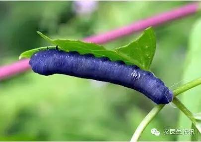 蔬菜害虫图谱,蔬菜害虫100种图谱