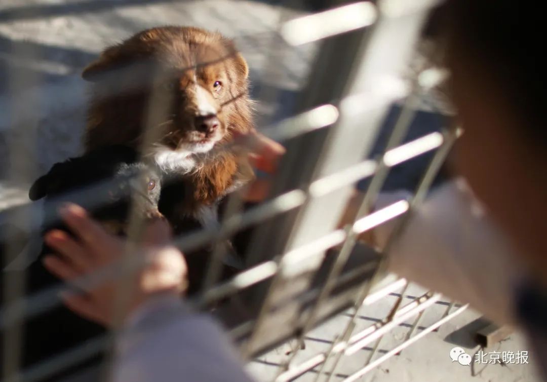 喂食流浪狗咬伤路人,注意流浪狗